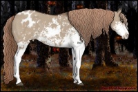 Horse Color:Liver Red Dun Sabino Appaloosa 
