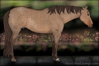 Horse Color:Liver Red Dun Rabicano Brindle 