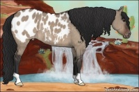 Horse Color:Brown Dun Appaloosa Brindle 