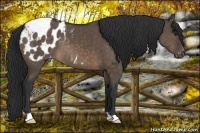 Horse Color:Brown Dun Appaloosa Brindle 