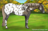 Horse Color:Chocolate Palomino Ice Onyx Appaloosa