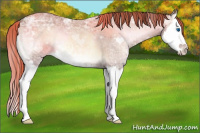 Horse Color:Red Onyx Ice Roan Splash
