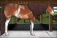 Horse Color:White Spotted Chocolate Bay