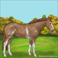 Horse Color:White Spotted Chestnut 