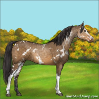 Horse Color:White Spotted Buckskin Dun Rabicano 