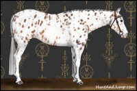Horse Color:Brown Dun Tobiano Appaloosa and Brown Tobiano Appaloosa