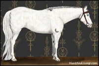 Horse Color:Cremello Splash Appaloosa  and Cremello Splash Appaloosa 