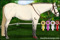 Horse Color:Buckskin Dun Splash Appaloosa 