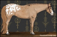 Horse Color:Chestnut Sabino Appaloosa 