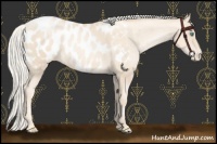 Horse Color:Gold Cream Champagne Pearl Appaloosa