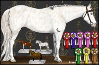 Horse Color:Perlino Sabino Near Leopard  and Perlino Sabino Splash Near Leopard 