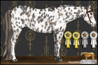Horse Color:Red Dun Leopard  and Grullo Leopard 