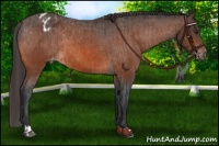 Horse Color:Brown Appaloosa Rabicano and Brown Appaloosa Rabicano
