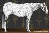 Horse Color:Blue Roan Sabino Splash Appaloosa  and Blue Roan Sabino Splash Appaloosa 