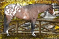 Horse Color:White Spotted Bay Roan Frame Appaloosa