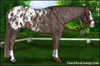 Horse Color:Liver Chestnut Sabino Splash Appaloosa and Liver Chestnut Sabino Splash Appaloosa