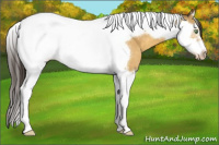 Horse Color:Amber Cream Champagne Splash Tobiano Frame 