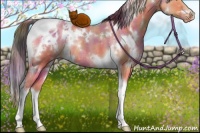 Horse Color:Nacre White Spotted Bay Dun Tobiano Appaloosa Rabicano 