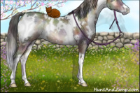 Horse Color:Nacre White Spotted Brown Onyx Rabicano 
