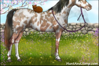 Horse Color:Plaid  White Spotted Bay Dun Sabino Appaloosa Rabicano 