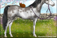 Horse Color:Grullo Sabino Splash Frame