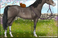 Horse Color:Brown Dun Sabino 