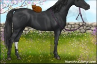 Horse Color:Black 