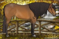 Horse Color:Buckskin 