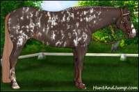 Horse Color:Liver Chestnut Appaloosa and Liver Chestnut