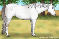 Horse Color:Gray Chestnut Tobiano