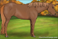 Horse Color:Chestnut 