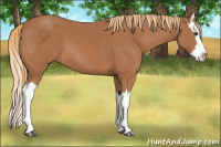Horse Color:Chestnut Splash 