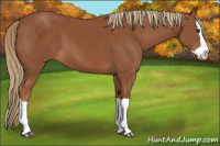 Horse Color:Chestnut Splash 