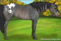 Horse Color:Brown Ice Appaloosa 