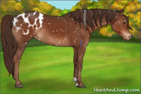 Horse Color:Liver Chestnut Appaloosa 