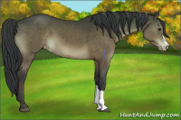 Horse Color:Brown Appaloosa 