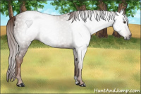 Horse Color:Gray Chestnut 