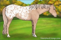 Horse Color:Gold Champagne Appaloosa 