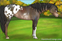 Horse Color:Liver Chestnut Appaloosa 