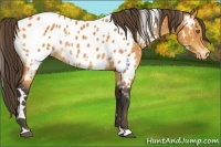 Horse Color:White Spotted Buckskin Blanket 