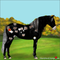 Horse Color:White Spotted Bay Splash 