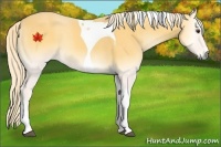 Horse Color:Palomino Onyx Tobiano 