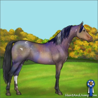 Horse Color:White Spotted Brown Dun 