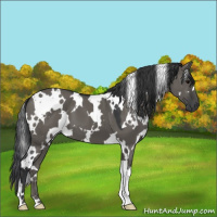 Horse Color:White Spotted Grullo 