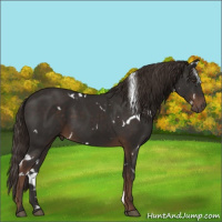 Horse Color:White Spotted Liver Chestnut