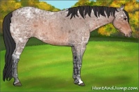Horse Color:Brown Ice Roan