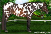 Horse Color:Buckskin Near Leopard 