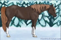 Horse Color:Liver Chestnut 