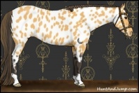 Horse Color:Buckskin Near Leopard