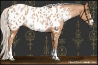 Horse Color:Silver Brown Pearl Sabino Near Leopard